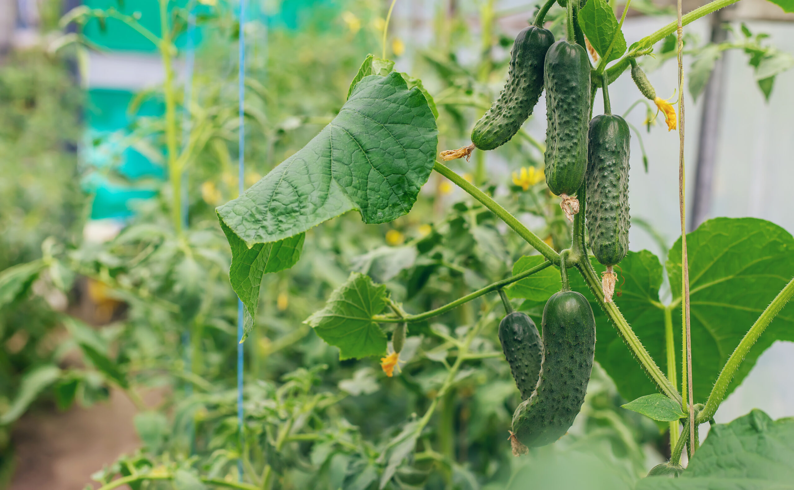 Homemade cucumbers grow on stems. Selective focus. nature.